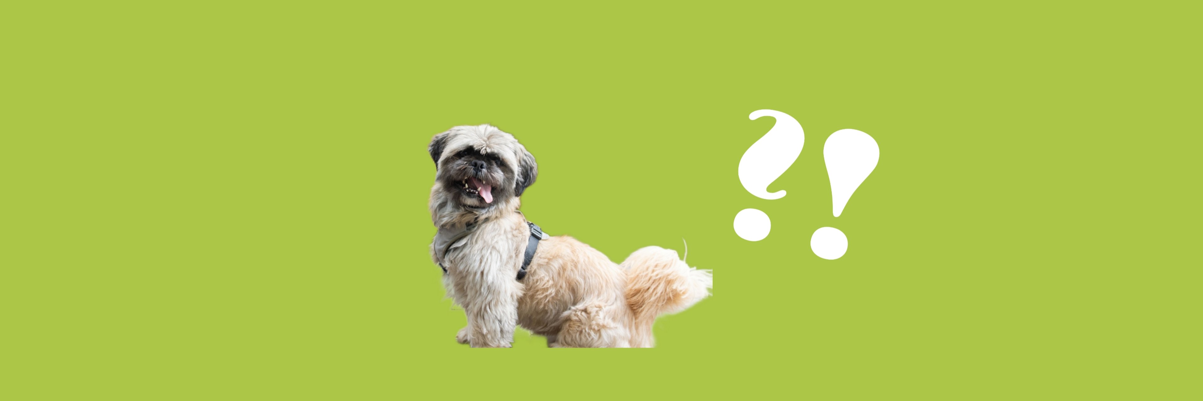 FAQ Tierheim Ransbach-Baumbach