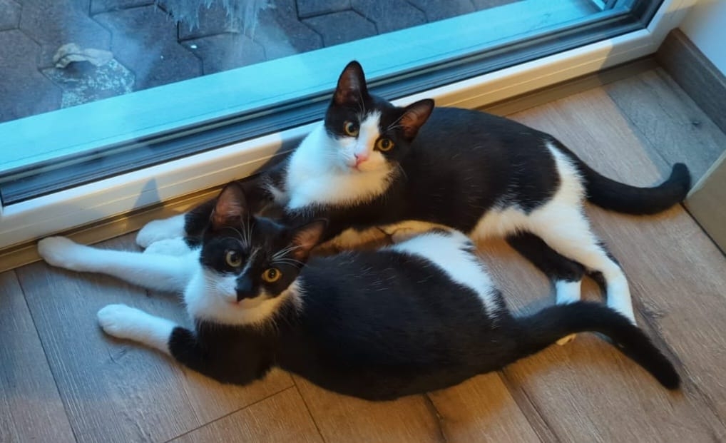 Gizmo und Schröder Tierheim Ransbach-Baumbach