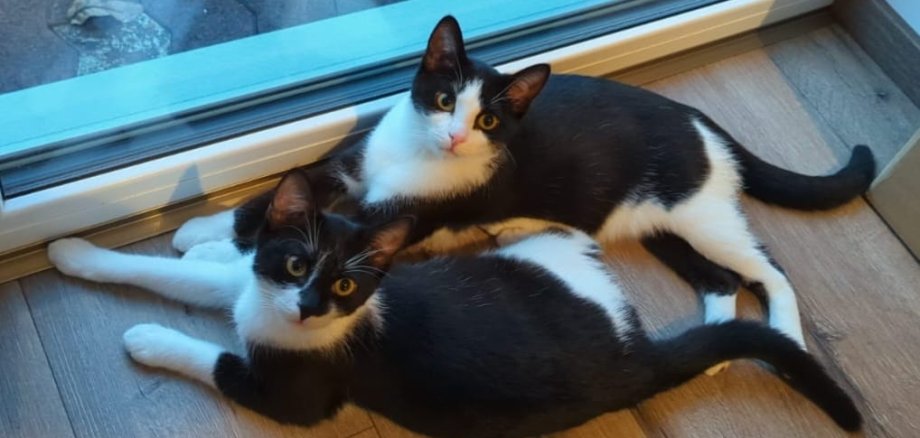 Gizmo und Schröder Tierheim Ransbach-Baumbach