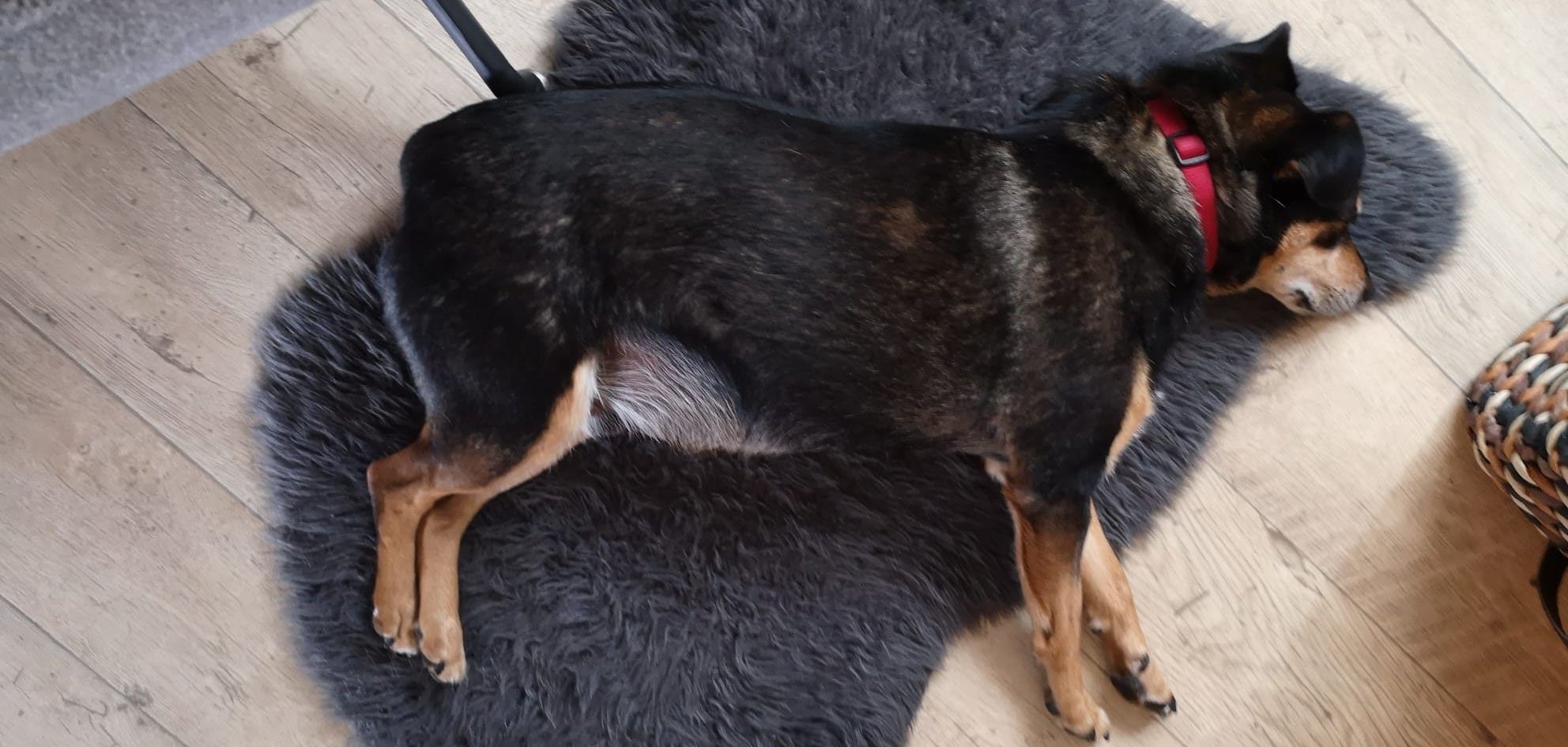 Jorres Tierheim Ransbach-Baumbach