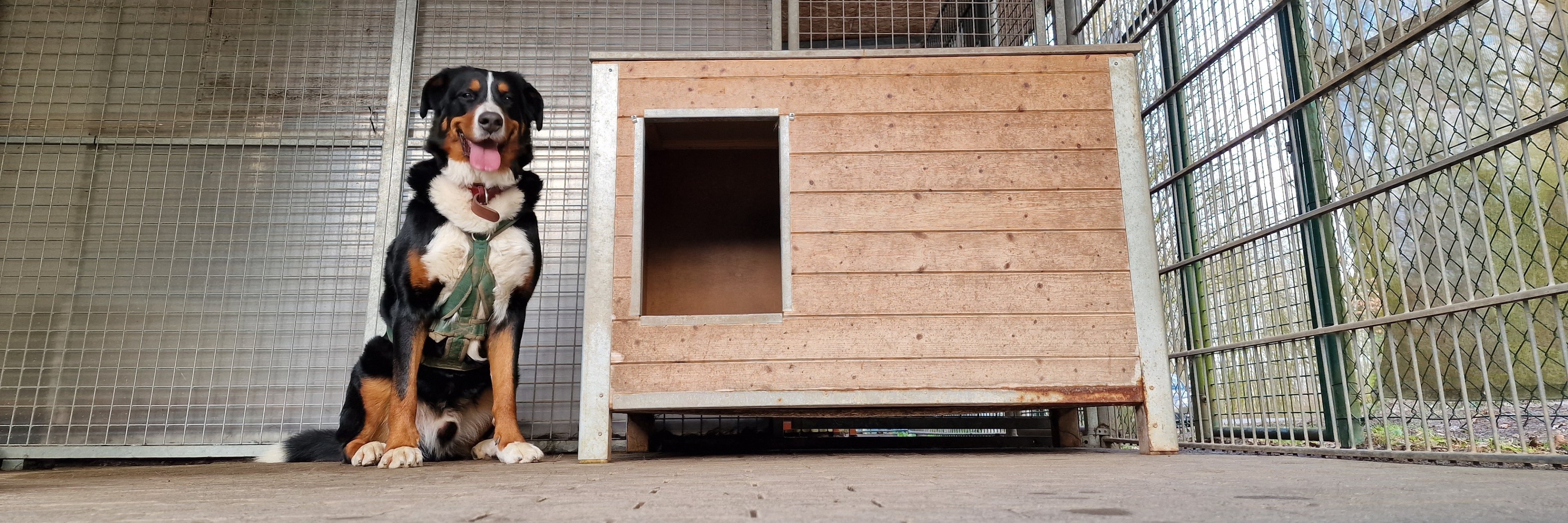 Hunde zur Vermittlung - Tierheim Ransbach-Baumbach