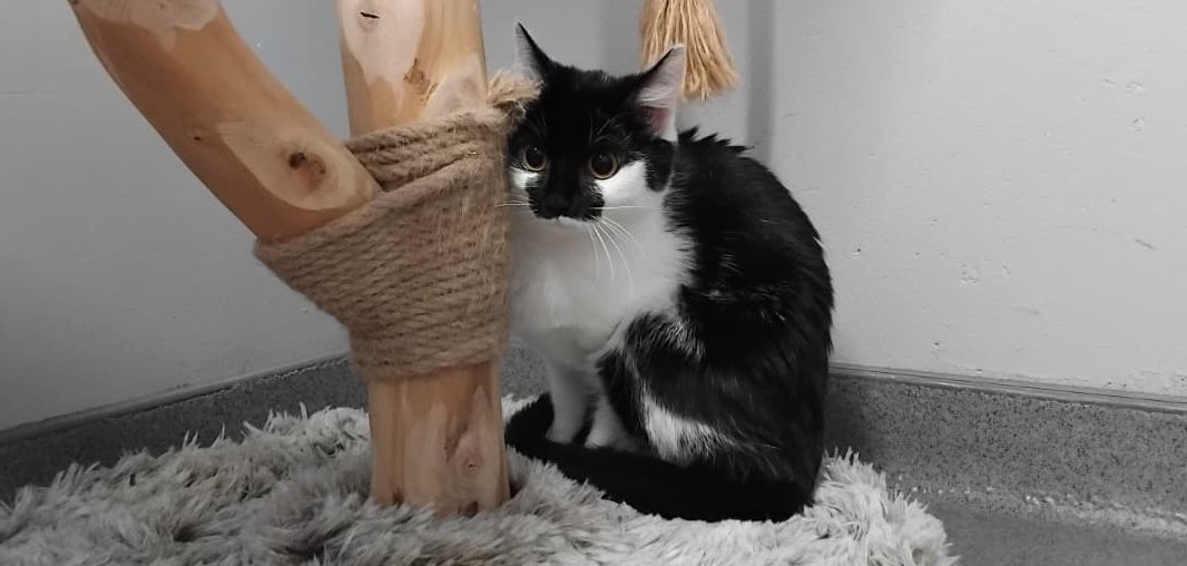 Vorstellung: Katze Loko | Tierheim Ransbach-Baumbach